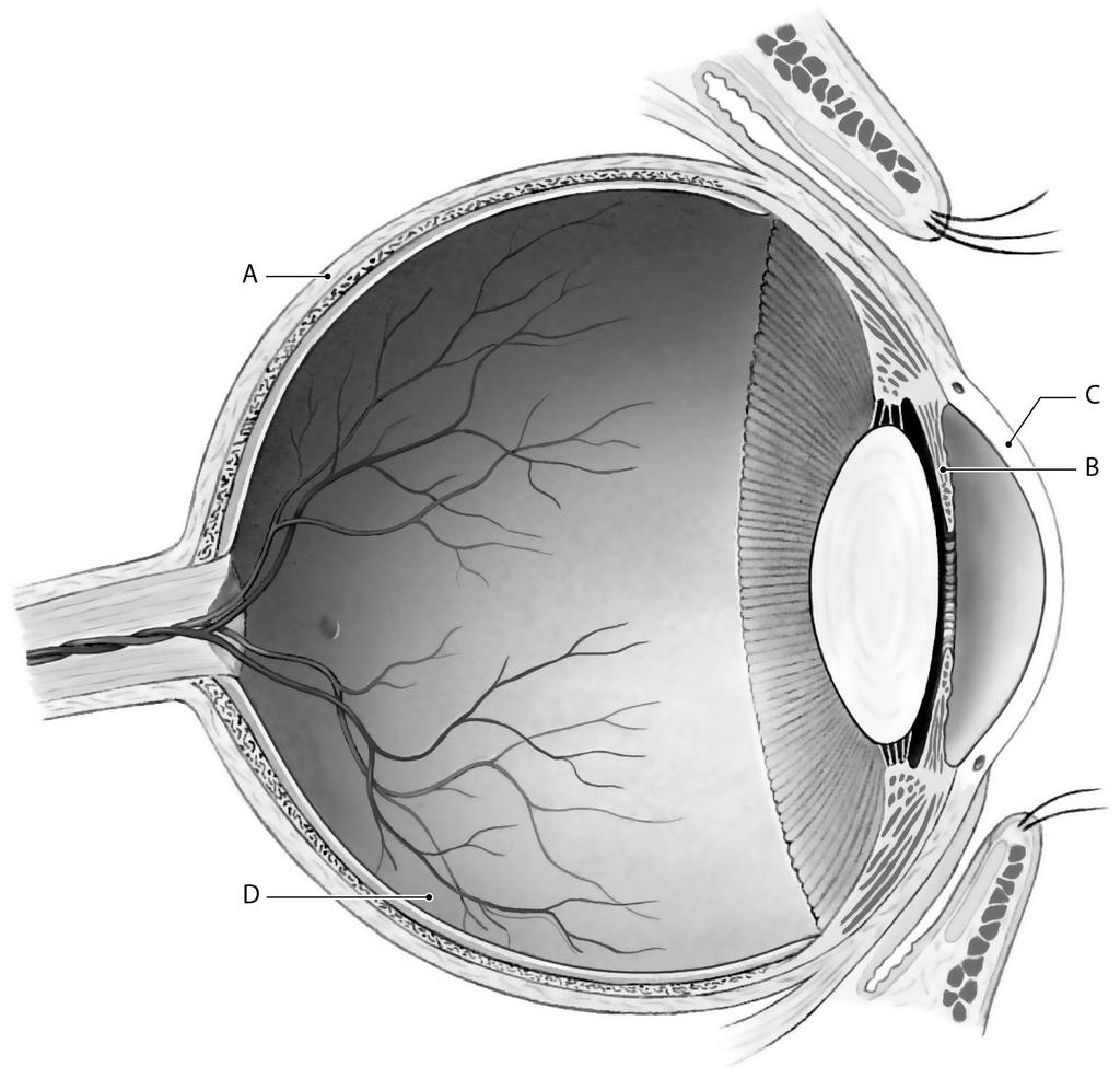 Use Figure 9.5 to answer the following questions: 52) The name of the layer of tissue labeled "A" is A) sclera. B) choroid coat. C) retina. D) cornea. E) suspensory ligaments.