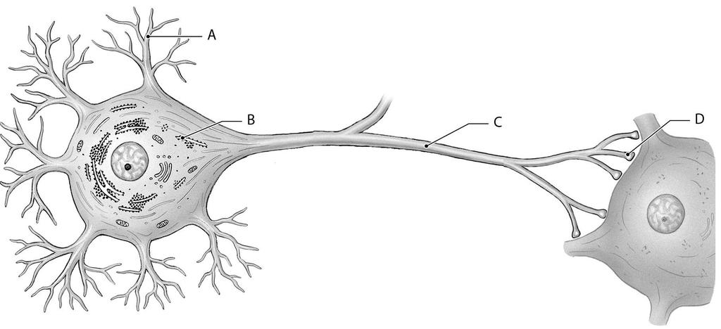 Use Figure 7.1 to answer the following questions: 7) The structure labeled "A" is called a(n) A) axon. B) dendrite. C) hillock. D) cell body. E) axon terminal. Figure 7.1 8) The structure labeled "C" carries action potentials.