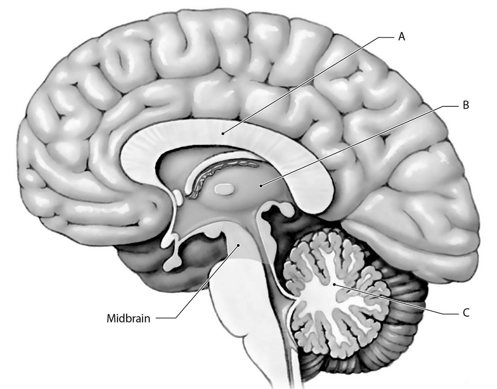 Use Figure 7.4 to answer the following questions: 22) Structure "A" is called the A) corpus callosum. B) pineal gland. C) thalamus. D) hypothalamus.