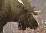 Deer - little to no damage Moose damage CNS, causing paralysis and death ( blind staggers or moose