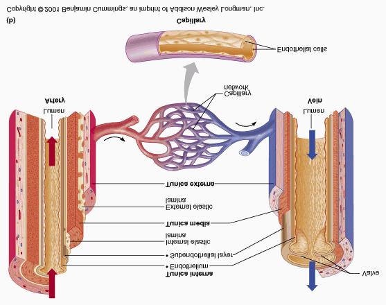 smooth muscle responsible for vasodilation and vasoconstriction influences blood flow and blood thicker in arteries tunica externa (outermost) collagen and elastin fibers, nerves, and blood