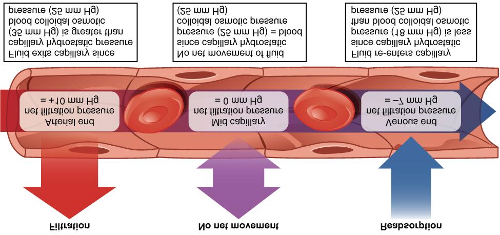 controlled by a precapillary sphincter allows blood to be rerouted during different activities smallest