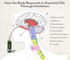 Essential Oils Unleash the Power! Essential Oils & The Gut Flora Essential Oils; provide polyphenols which can feed our gut flora. can modulate microbe activity as they protect our tissues.