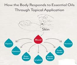 Body absorption of therapeutic components of essential oils TOPICAL APPLICATION When applied to the skin, their healing components are absorbed into the bloodstream by the pores and hair follicles.
