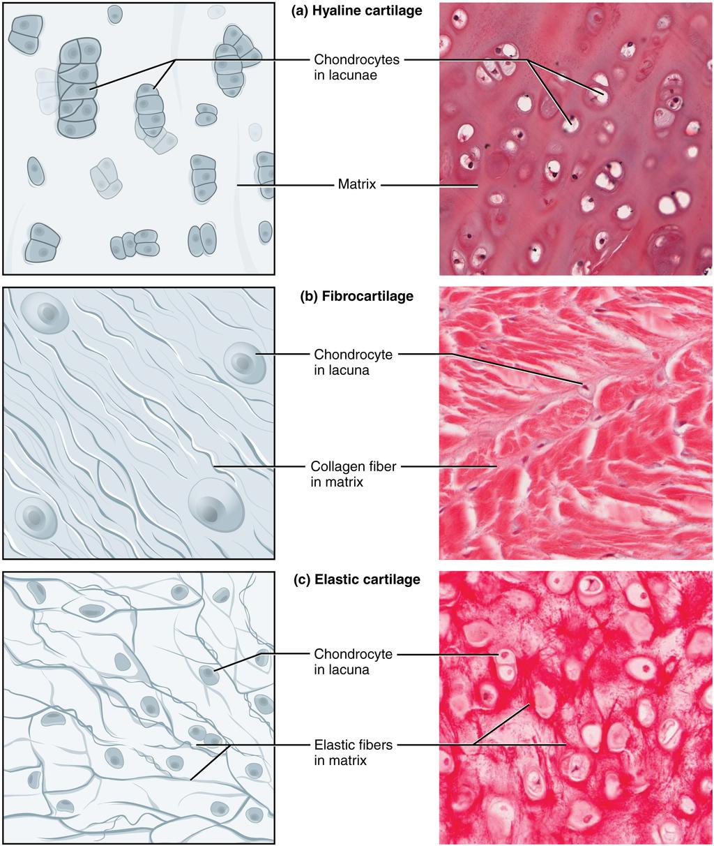 OpenStax-CNX module: m46049 10 Types of Cartilage Figure 5: Cartilage is a connective tissue consisting of collagenous bers embedded in a rm matrix of chondroitin sulfates.