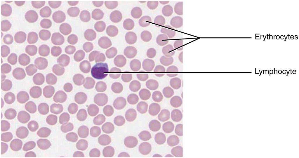 OpenStax-CNX module: m46049 12 Blood: A Fluid Connective Tissue Figure 6: Blood is a uid connective tissue containing