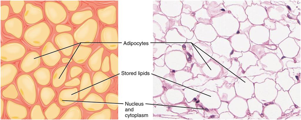 OpenStax-CNX module: m46049 5 Adipose Tissue Figure 2: This is a loose connective tissue that consists of fat cells with little extracellular matrix. It stores fat for energy and provides insulation.