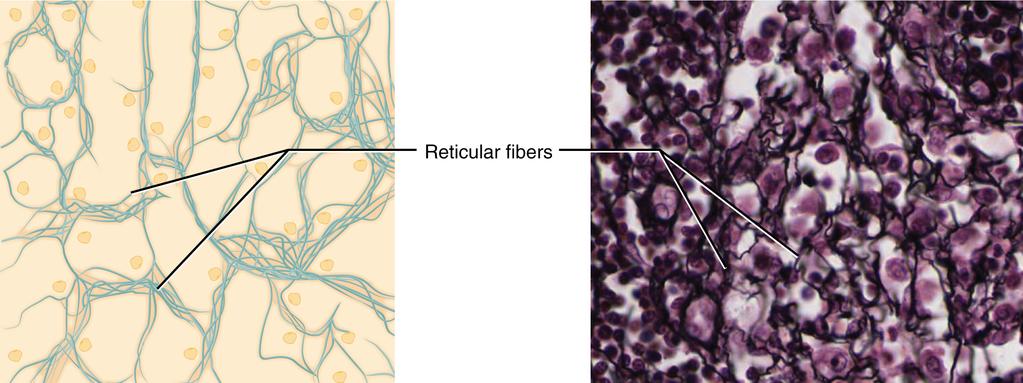 OpenStax-CNX module: m46049 6 Reticular Tissue Figure 3: This is a loose connective tissue made up of a network of reticular bers that provides a supportive framework for soft organs. LM 1600.