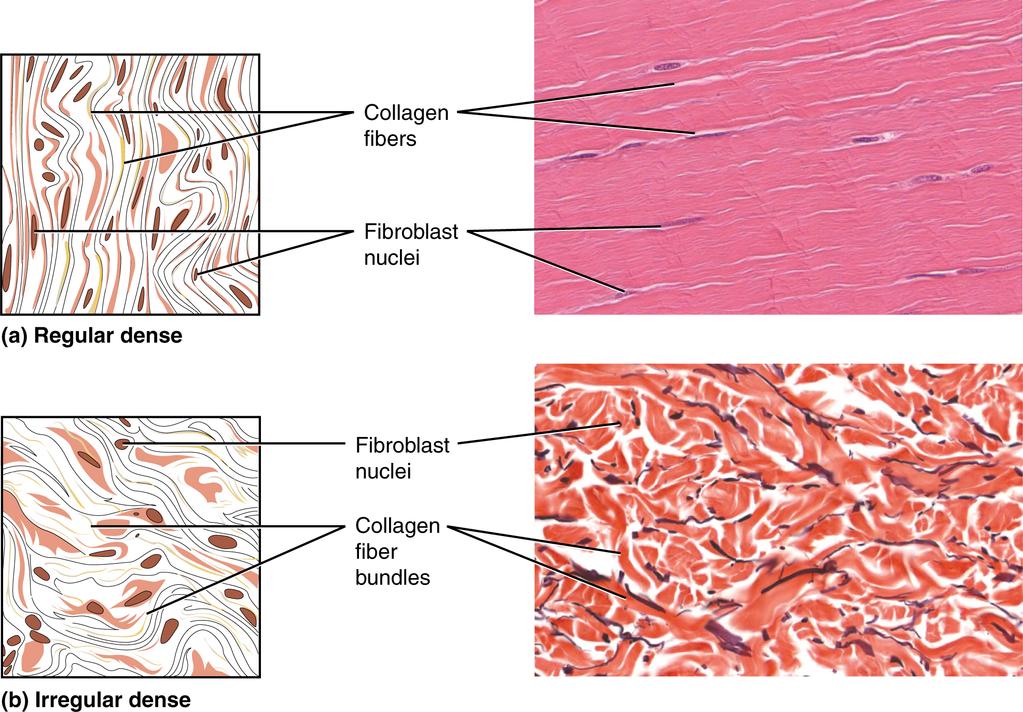 OpenStax-CNX module: m46049 7 Dense Connective Tissue Figure 4: (a) Dense regular connective tissue consists of collagenous bers packed into parallel bundles.