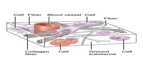 General Features of Connective Tissues Connective Tissues are the most abundant and widely distributed in the body they are also the most