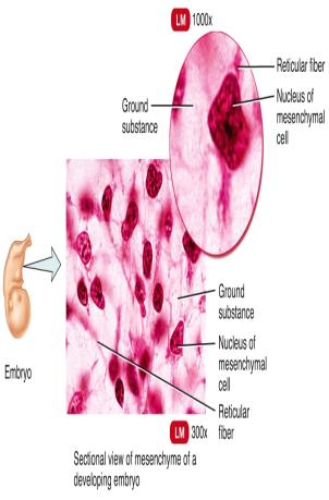 Classification of Connective Tissues Embryonic Connective Tissues Embryonic connective tissue Mesenchyme Mucous connective tissue Primarily present in the embryo, the developing human from