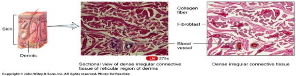 of lymphoid such as the spleen and lymph nodes Found in the liver, spleen, and lymph nodes Dense Irregular Connective Tissue consists predominantly of fibroblasts and collagen fibers randomly