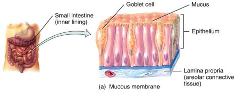 Epithelial membranes consist of an epithelial layer overlying a connective tissue layer Mucous membranes Serous membranes Cutaneous membrane Mucous membranes line interior body surfaces open to the