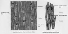 Cardiac Muscle Cells are branched cylinders with one central nuclei Involuntary and striated