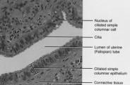 Ciliated Simple Columnar Epithelium Single layer rectangular cells with cilia Mucus from goblet cells moved along
