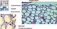 Adipose - These are our "fat cells." They are found anywhere areolar tissue is found.