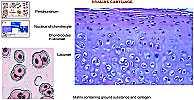 Cartilage 8. First, consult your text to identify the following and determine what they do: Chondrocytes Lacunae Perichondrium 9. Examine each type of cartilage from the CD.