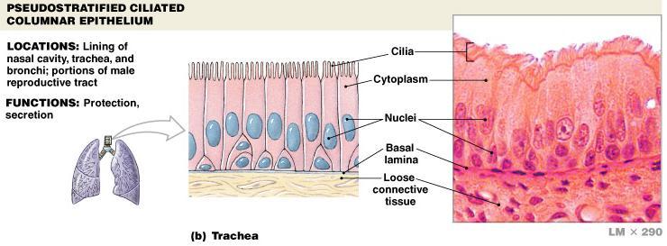 single cell or mass of epithelial cells adapted for secretion