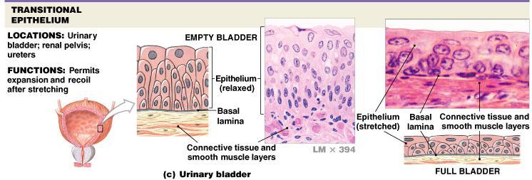passageways that open onto an epithelial surface Endocrine