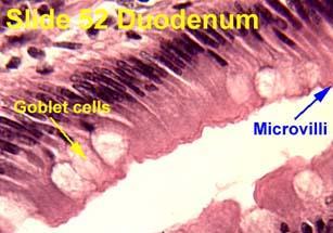 Tissue I. Basic elements A. Cells B. Extracellular matrix 1. Ground substance 2. Fibers II.