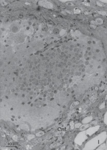 286 Kasetsart J. (Nat. Sci.) 36 (3) of Helix aspersa contains pigment cells which have melanosomes (0.5-1 µm in length). They concluded that these cells are involved in melanin synthesis.