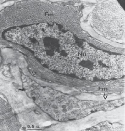 Transmission electron micrographs of muscle cell, Nu = nucleus, Fm = myofilaments, V = vesicle CONCLUSION The connective tissue sheath of the cerebral ganglion of Achatina fulica is composed of