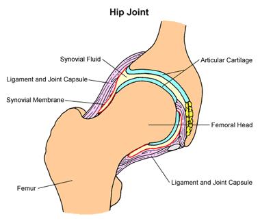Different from articular cartilage, the meniscus is tough and rubbery to help cushion and