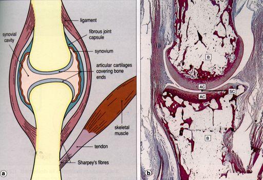 Chondrocytes Synovial Joint: No perichondrium at articular cartilage - located in lacunae -!