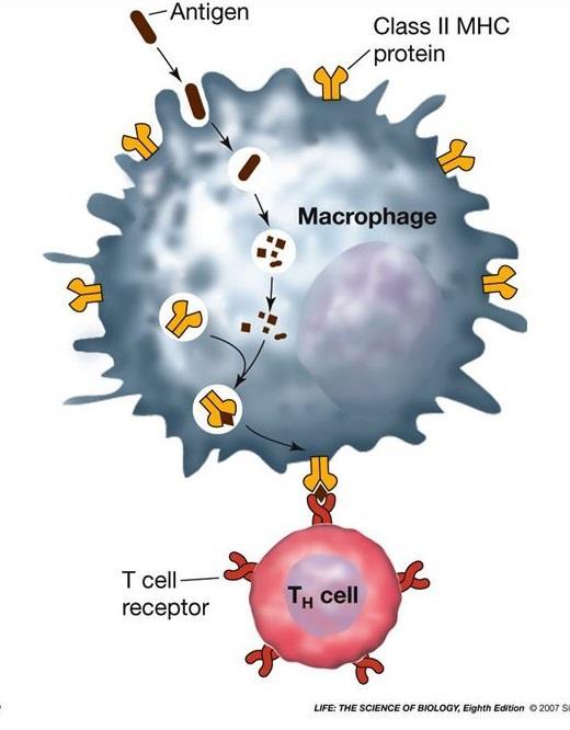 cell debris Participate in the immune