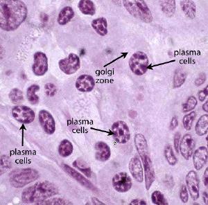 Plasma cells Primary effectors of humoral