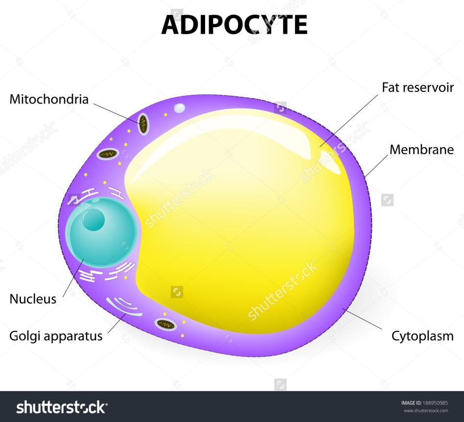 central lipid drop, cytoplasm and nucleus are