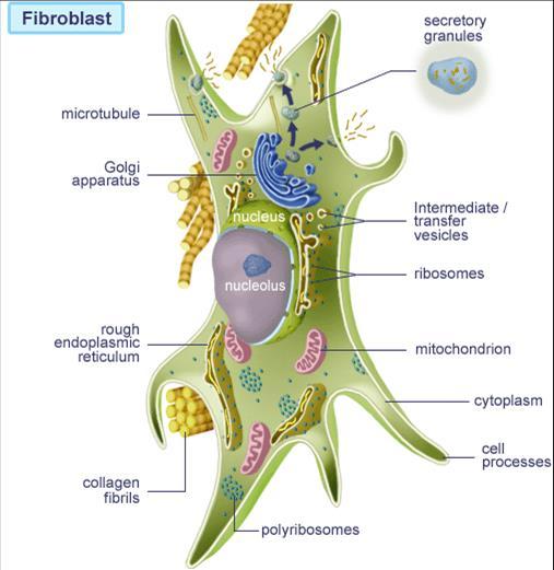 Fibroblasts Main type of cells in CT Functions: - synthesis of fibers and ground substance - synthesis of enzymes breaking down fibers and