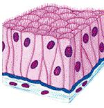 Simple columnar epithelium: the height of these cells are great than the width and the depth.
