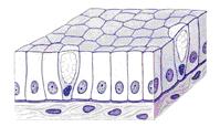 all cells begin at a common basement membrane but some cells do not reach the free surface.