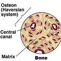 Loose Connective Tissue Areolar connective tissue: this is the least specialized connective tissue in the adult organism. This is essentially the packing material of the body.