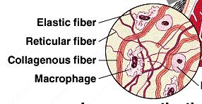 Fibroblast Adipose tissue: the cells are the dominant feature with gigantic vacuoles for lipid storage. fibroblasts are present.