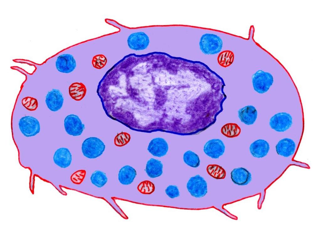 Mast cells, toluidine blue stain, ob.