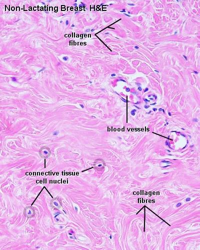 Collagen fibers the most abundant type of connective tissue fiber many types that differ in their