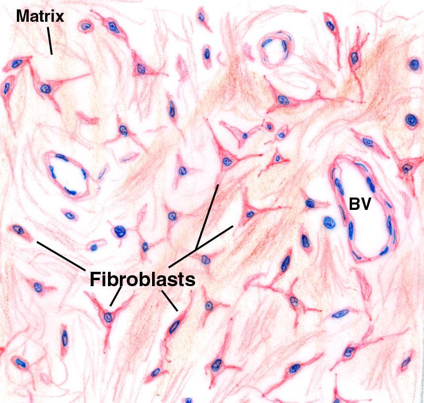 Fibroblasts The most frequent cell type Morphology: elongated cell branched cell processes cytoplasm - basophilic nucleus