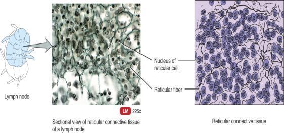 Reticular Connective Tissue Reticular Tissue