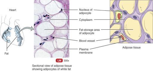 Adipose Tissue Adipose Tissue Blood vessel Adipocyte nucleus Lipid in adipocyte Adipocytes (store