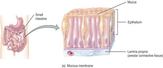 Membranes (1) Mucous Membranes Epithelial layer sitting on a thin layer of connective tissue (lamina propria) Combo of epithelial
