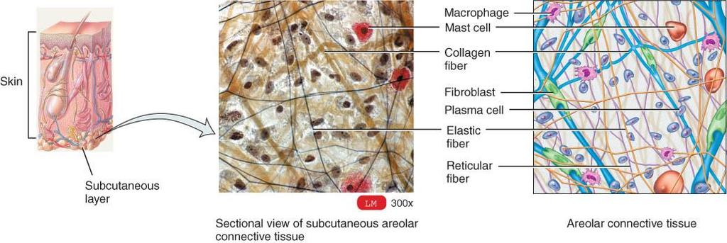 1A: AREOLAR CONNECTIVE TISSUE o Cell types = fibroblasts, plasma cells, macrophages, mast cells and few white blood cells o All 3 types of fibers