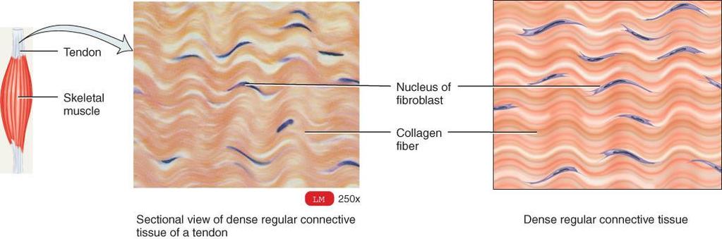 2A: DENSE REGULAR CONNECTIVE TISSUE o Collagen fibers in parallel bundles with fibroblasts between bundles of