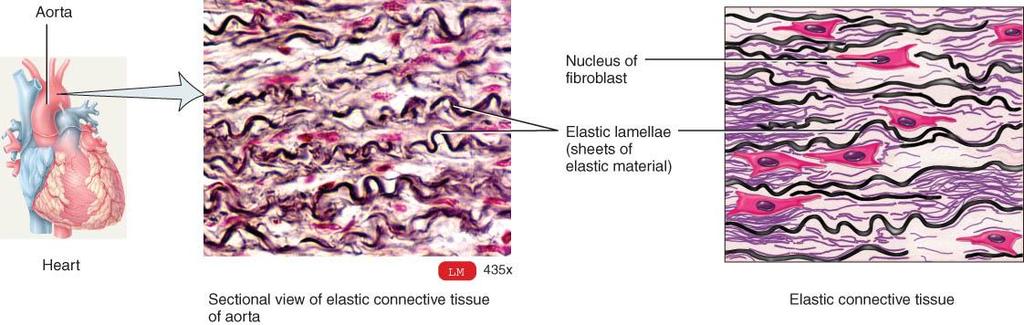 2C: ELASTIC CONNECTIVE TISSUE o Branching elastic fibers and fibroblasts; can stretch & still return to original