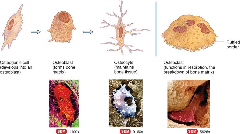 Cells of Bone Osteoblasts Osteocytes Osteoclasts