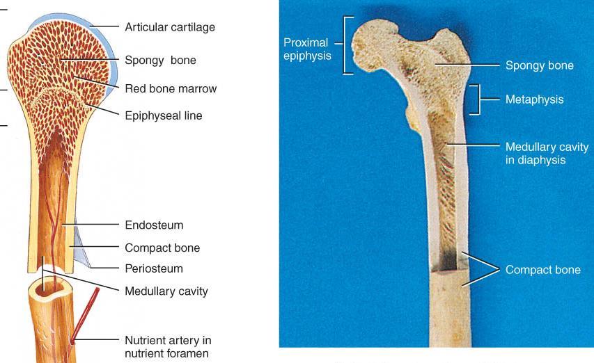 Spongy Bone Structure: light of bone; found only on the interior of the bones; most of the structure of short, flat, and irregular bones (e.g. ribs), and the ends of the long bones Function: supports and protects the red bone marrow Endeavour College of Natural Health endeavour.