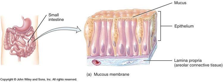 1A: MUCOUS MEMBRANES Mucous membranes (mucosae) line cavities that open to the exterior (e.g. mouth, stomach, vagina, urethra).
