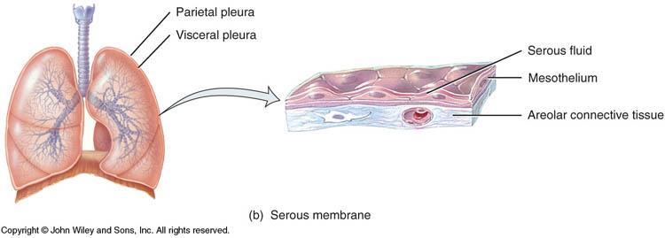 1B: SEROUS MEMBRANES Lines a body cavity that does not open to the outside (e.g.