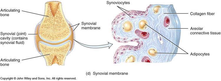 2: SYNOVIAL MEMBRANES o Composed of specialized cells called synovicytes which secrete slippery synovial fluid; this ensures friction-free movement, nourishment to the underlying cartilage and